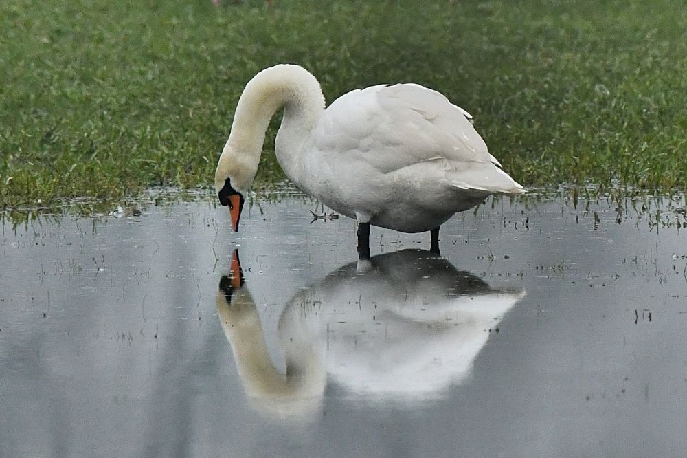 Wildlife in my region.