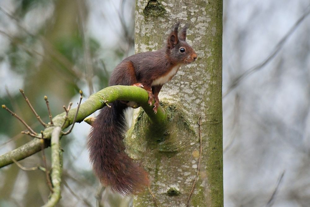 Wildlife in my region.
