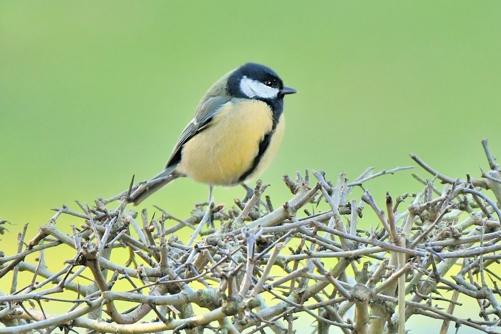 Wildlife in my region.