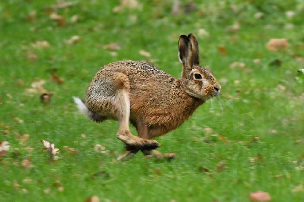 Wildlife in my region.