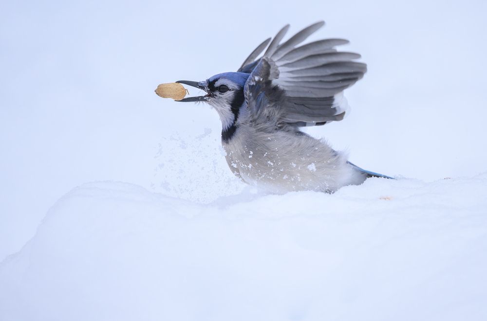 Blue Jay