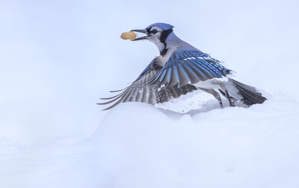 Blue Jay