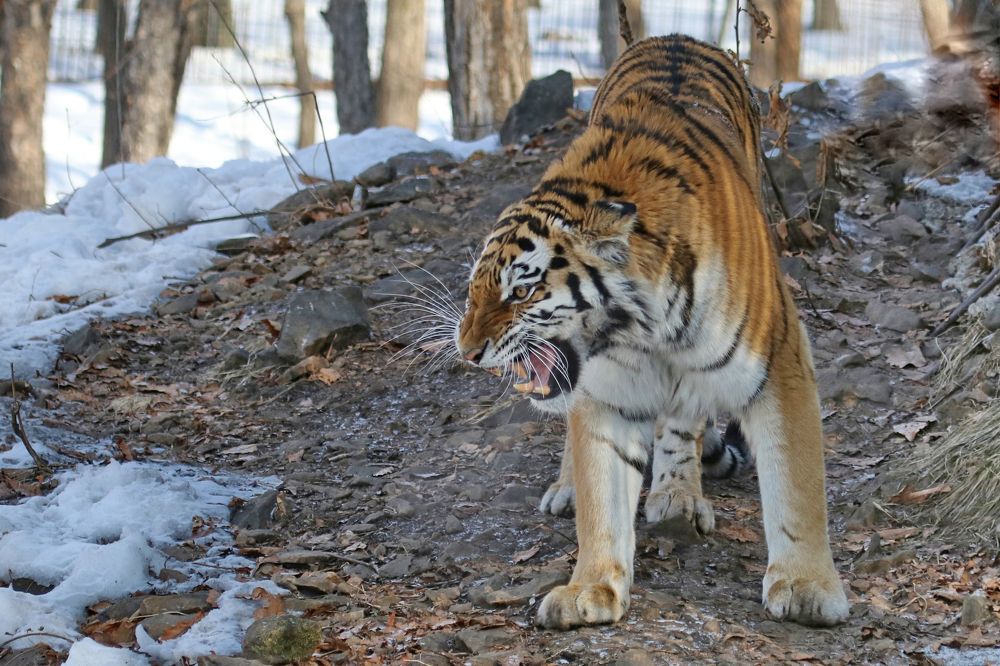 Амурский тигр