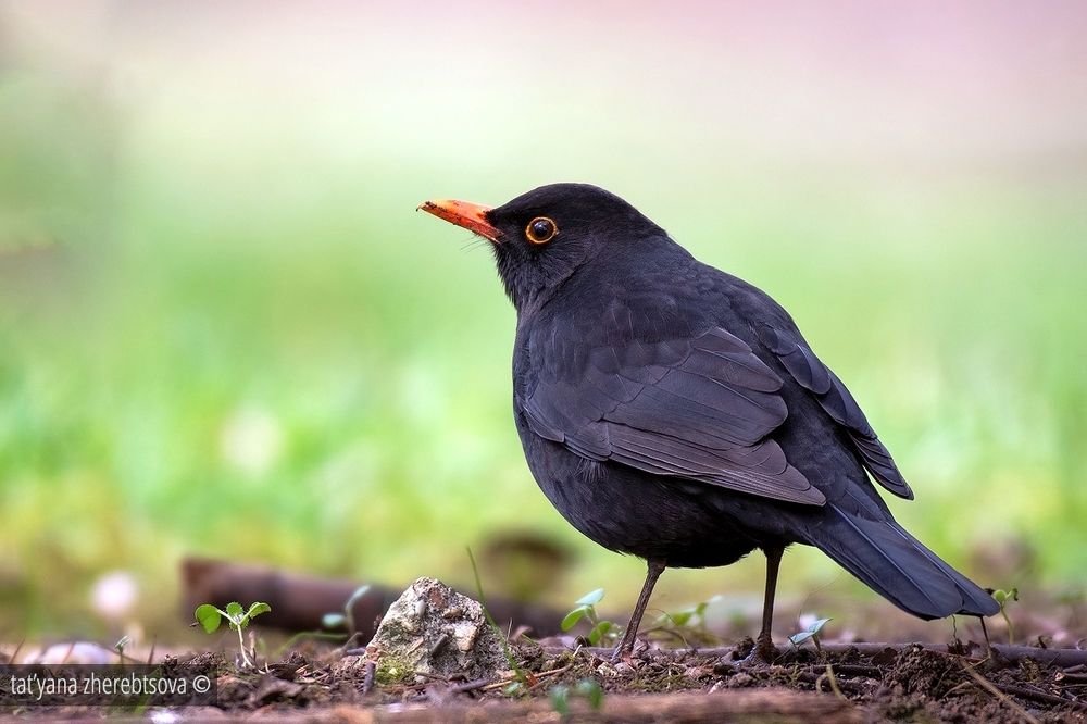 Blackbird