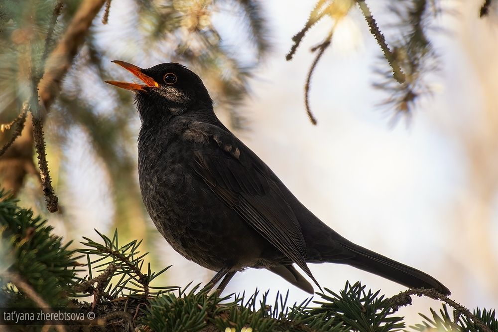 Blackbird