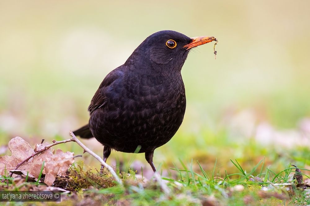 Blackbird