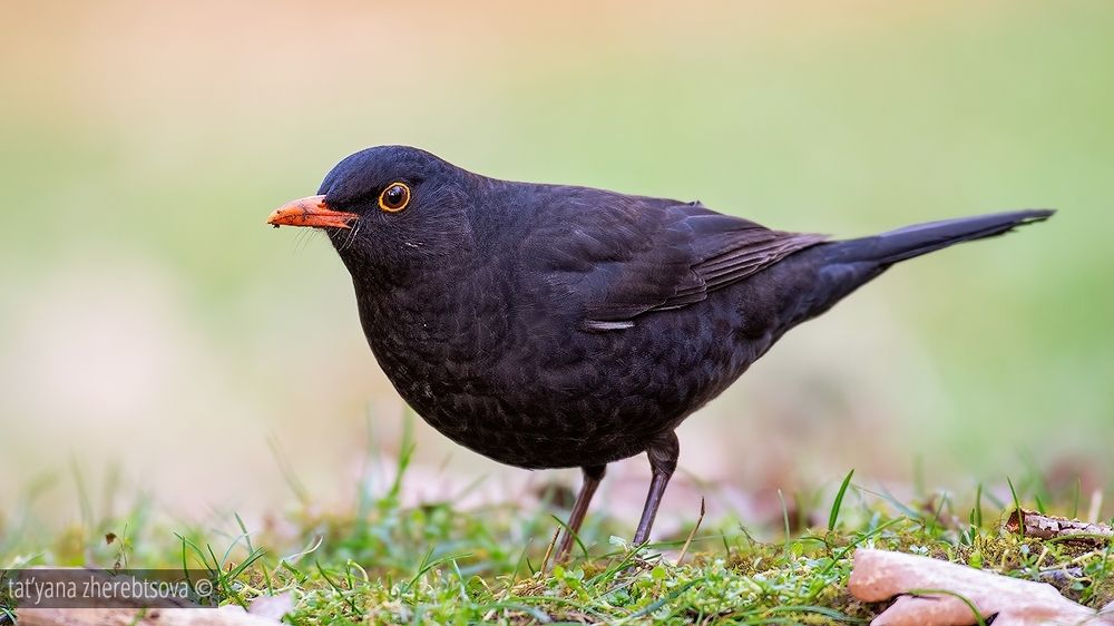Blackbird