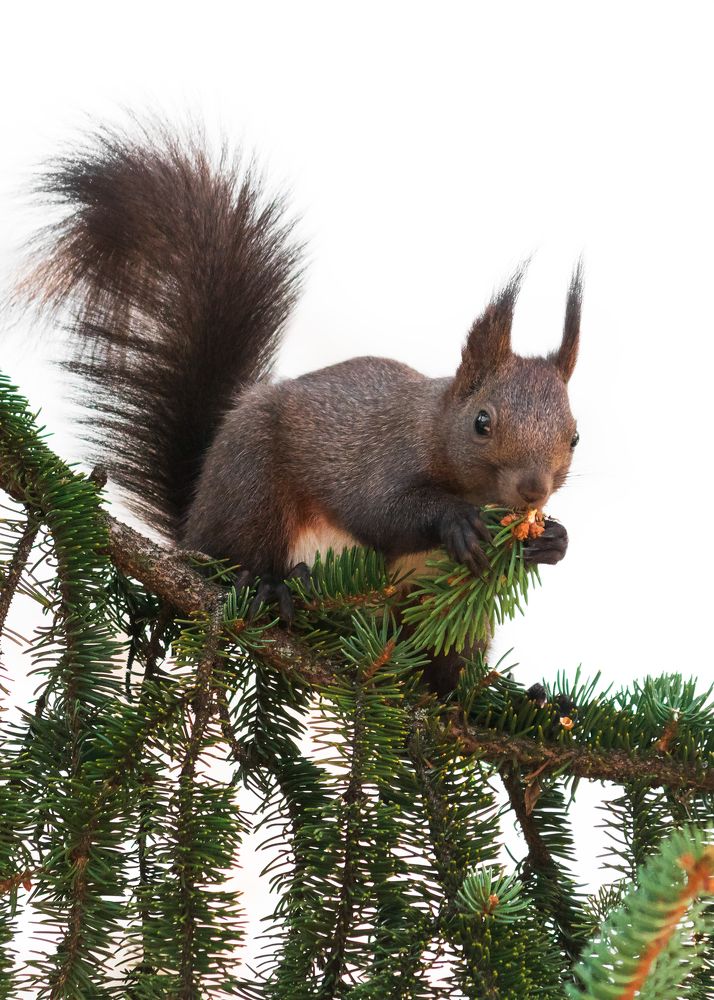 Squirrel - Белка
