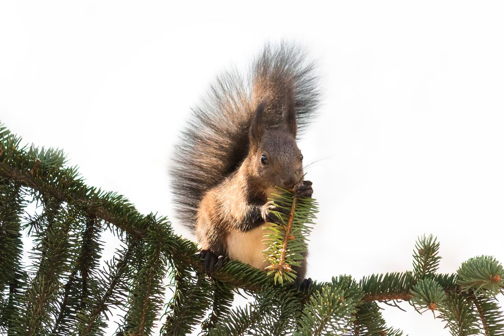 Squirrel - Белка