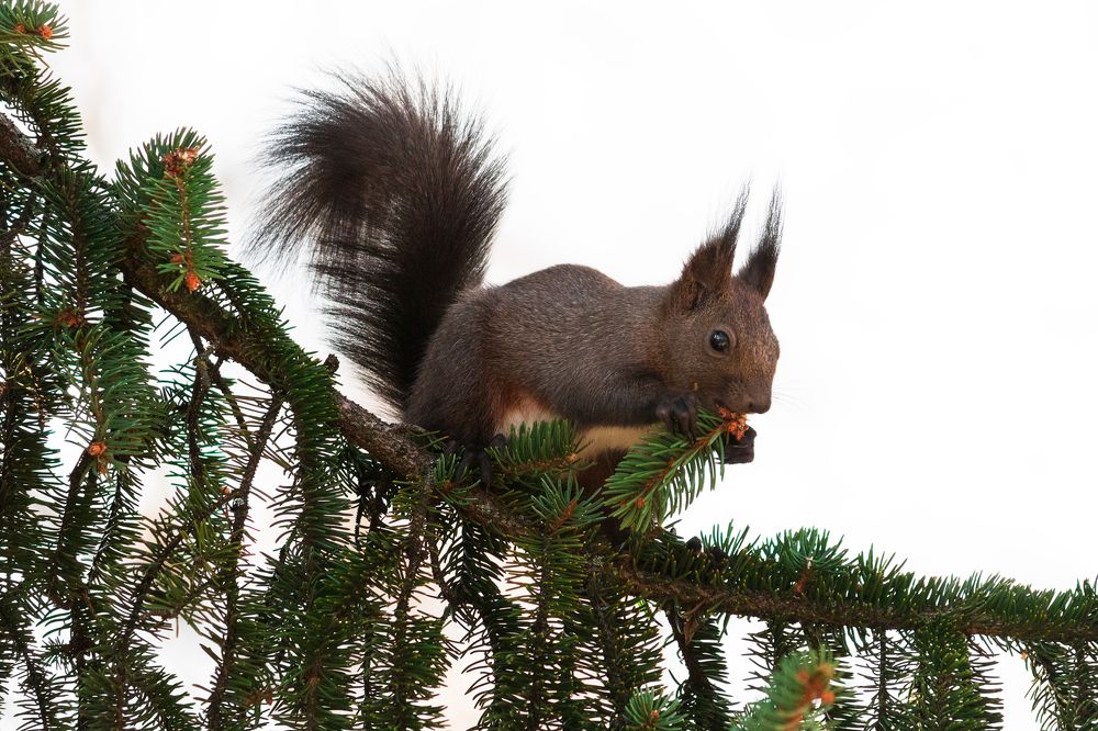 Squirrel - Белка