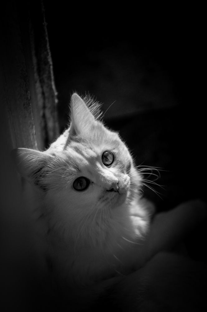 Photo 2395813