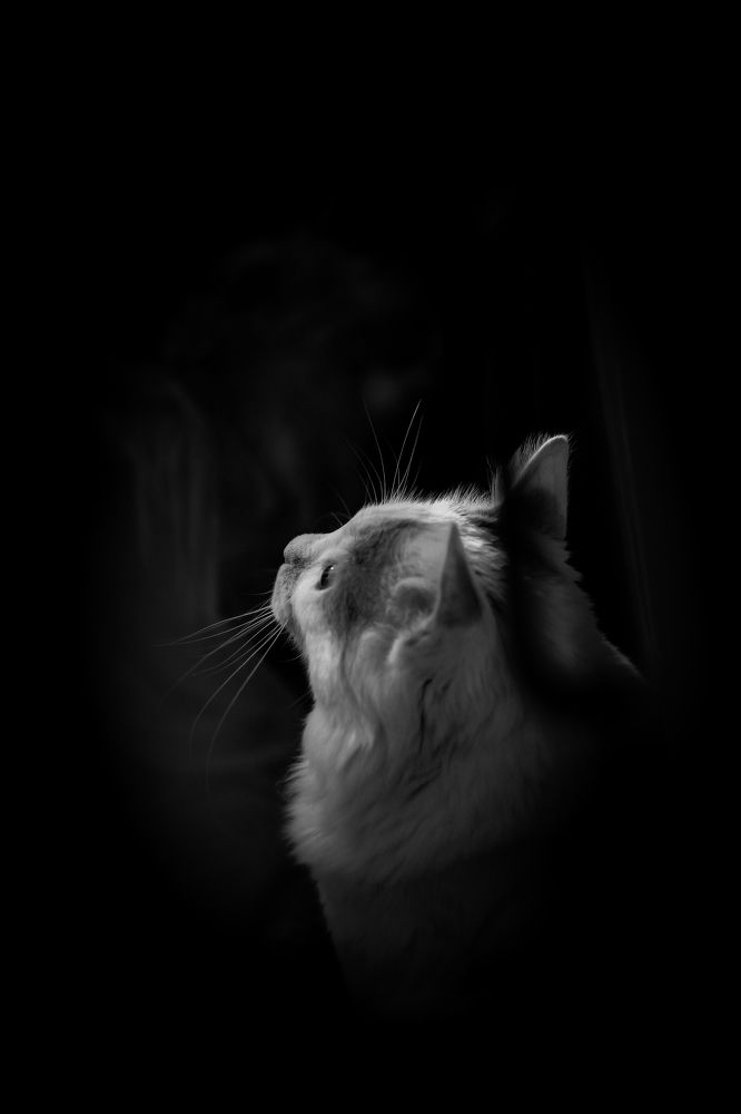 Photo 2395814