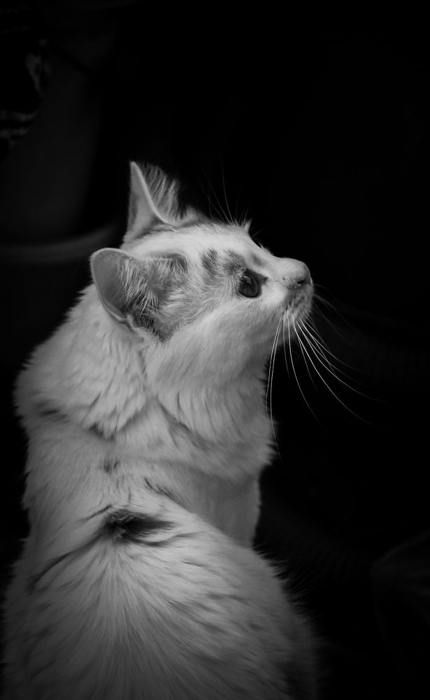 Photo 2395815