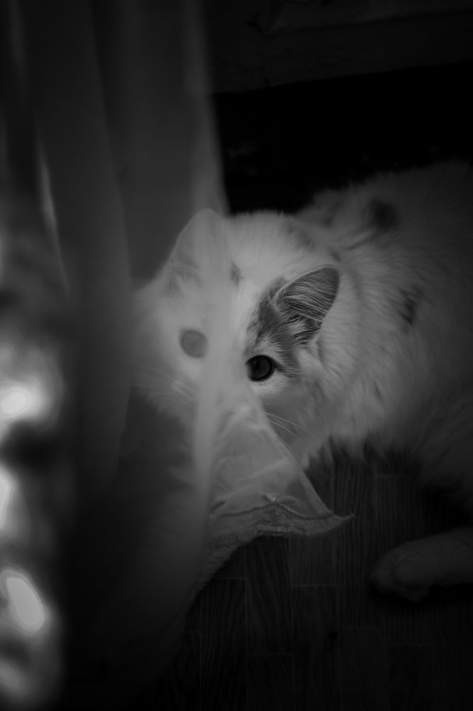 Photo 2395816
