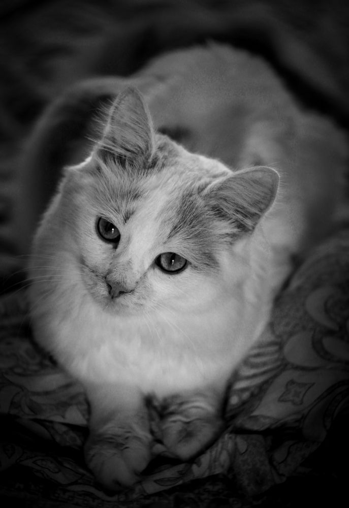 Photo 2395817