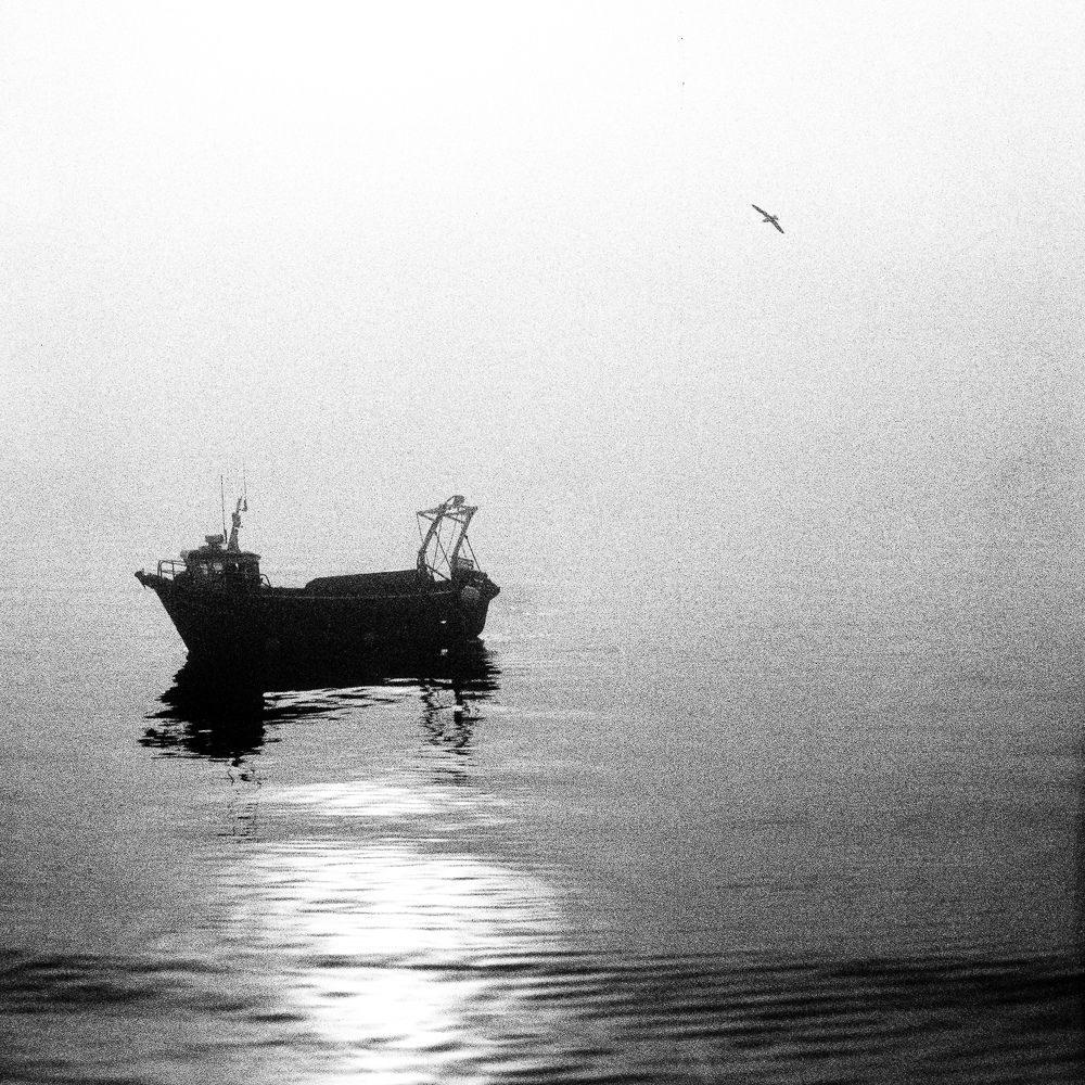 Boat and bird