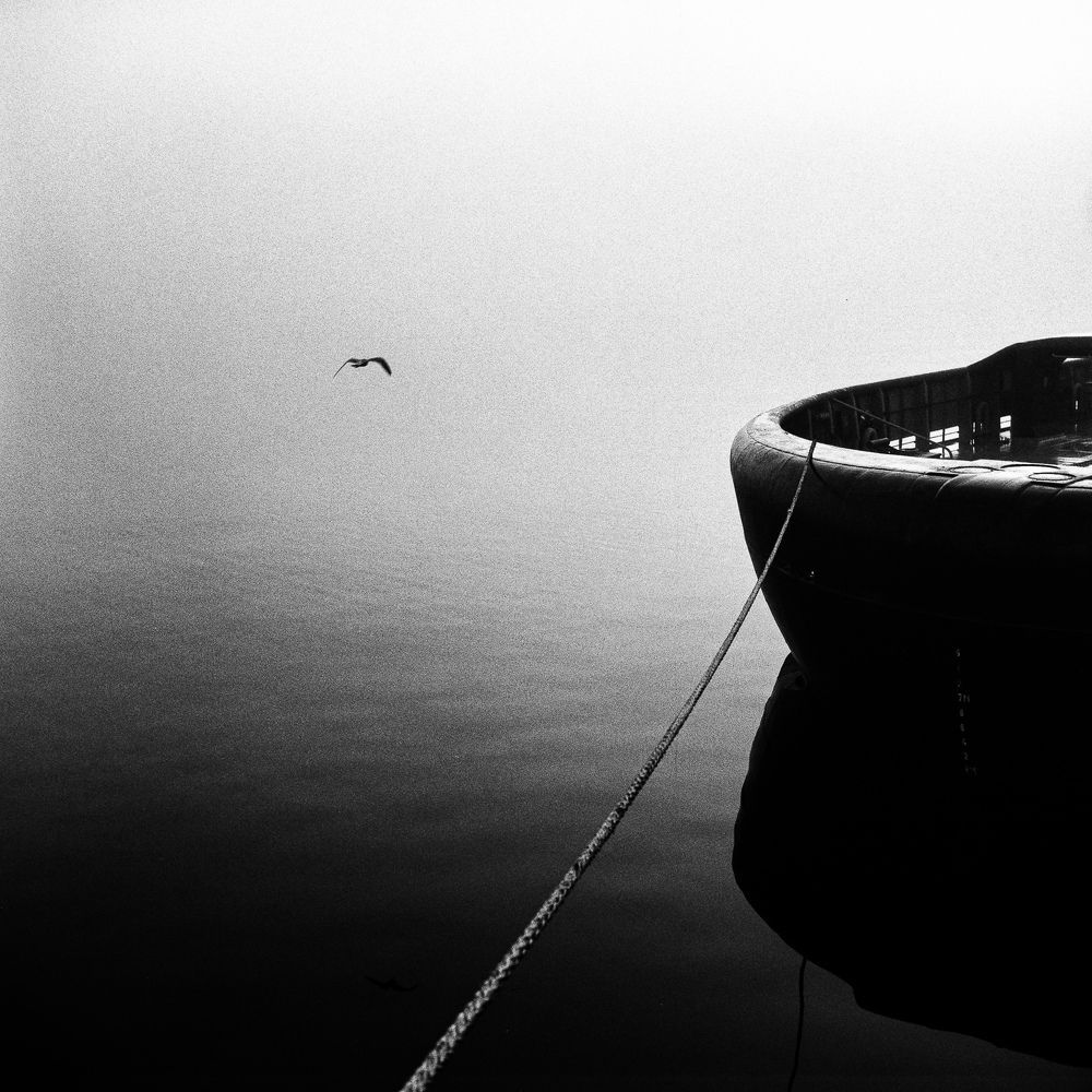 Boat and bird