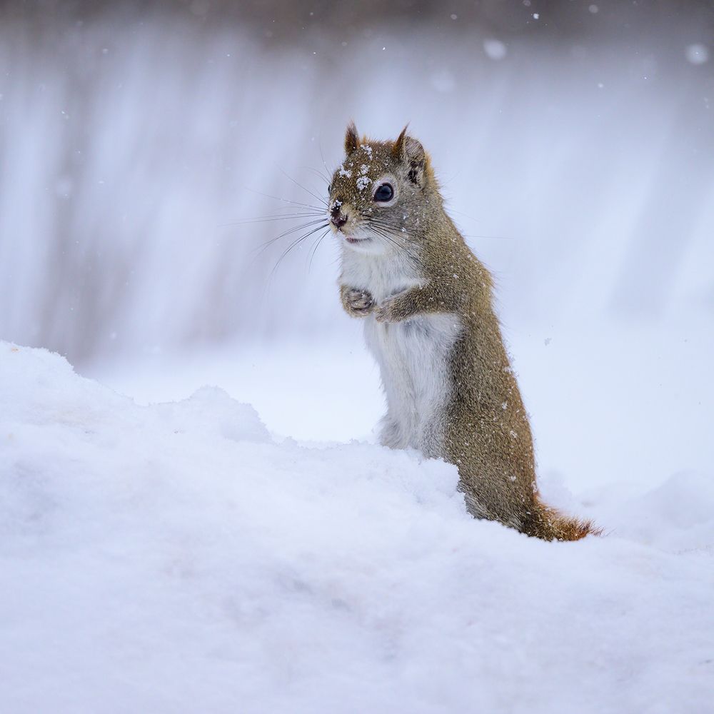 American red squirrel
