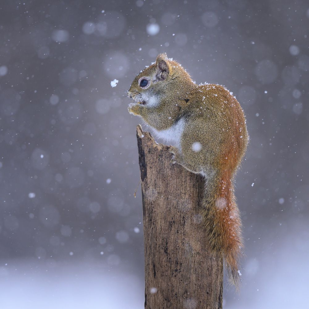 American red squirrel