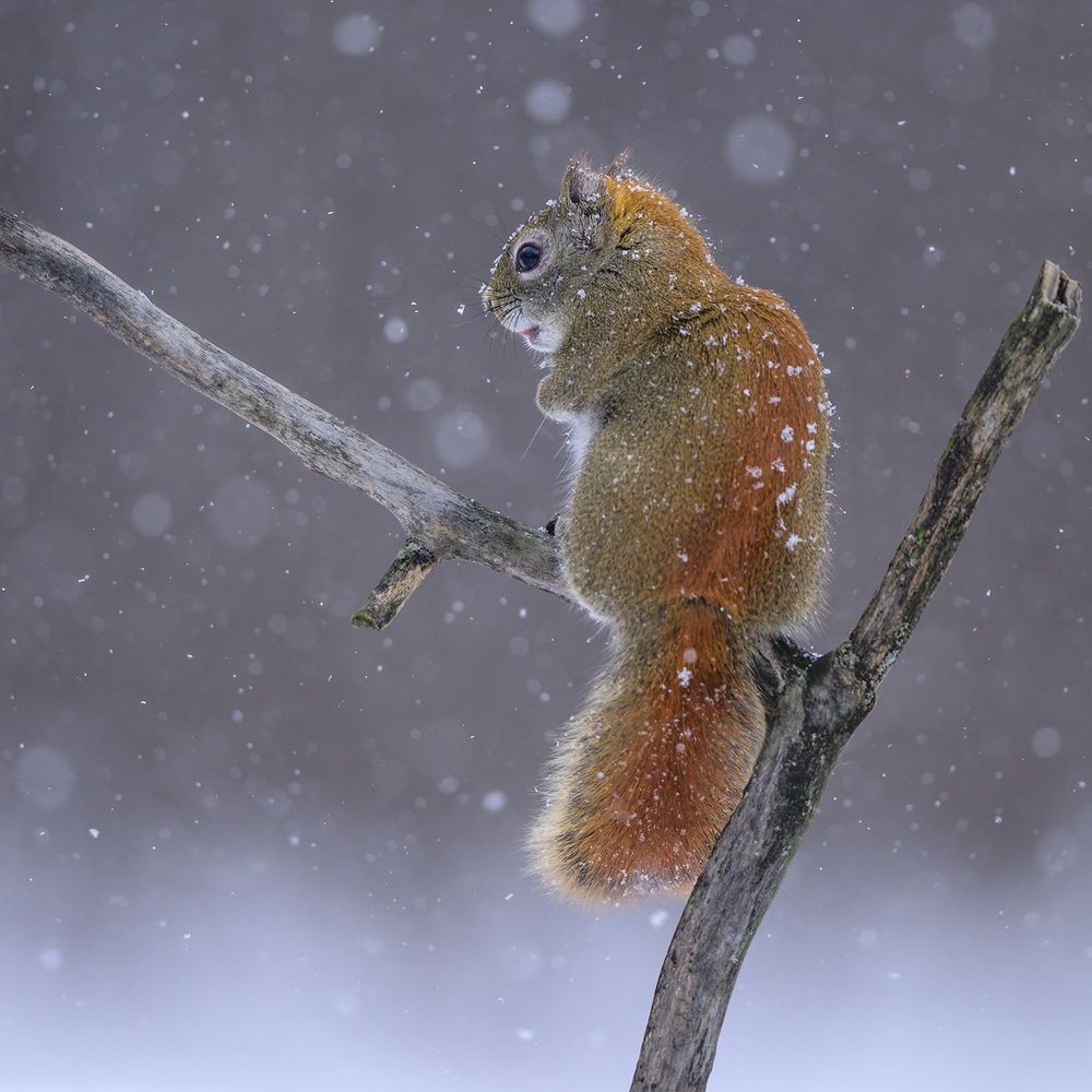 American red squirrel