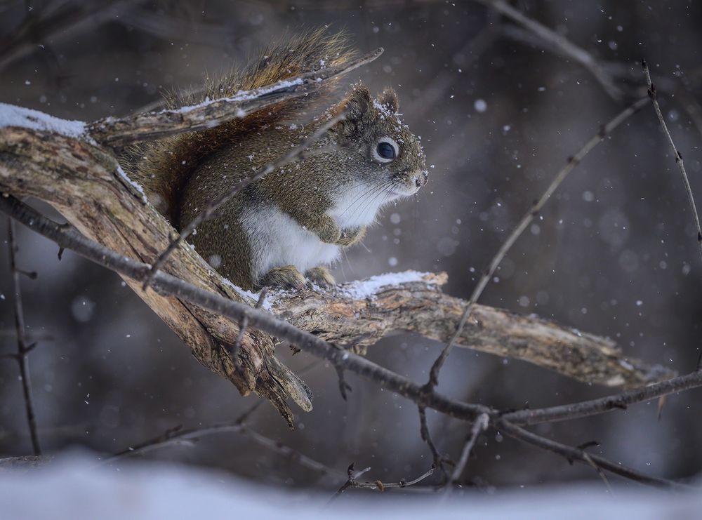 American red squirrel