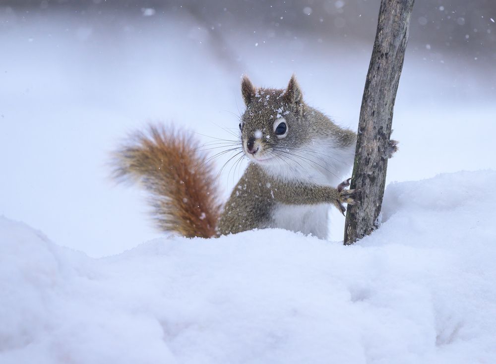American red squirrel