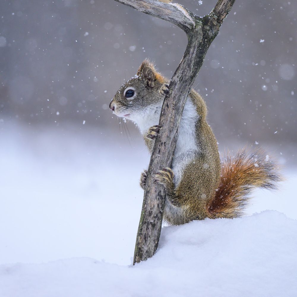 American red squirrel