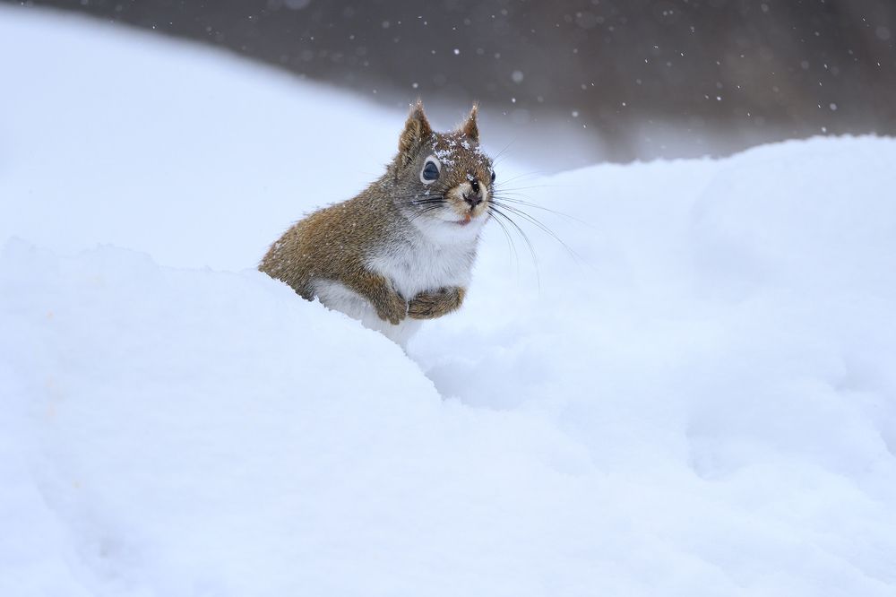 American red squirrel