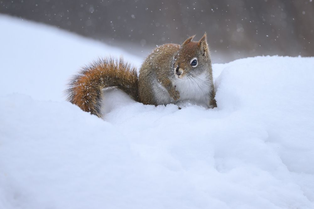 American red squirrel