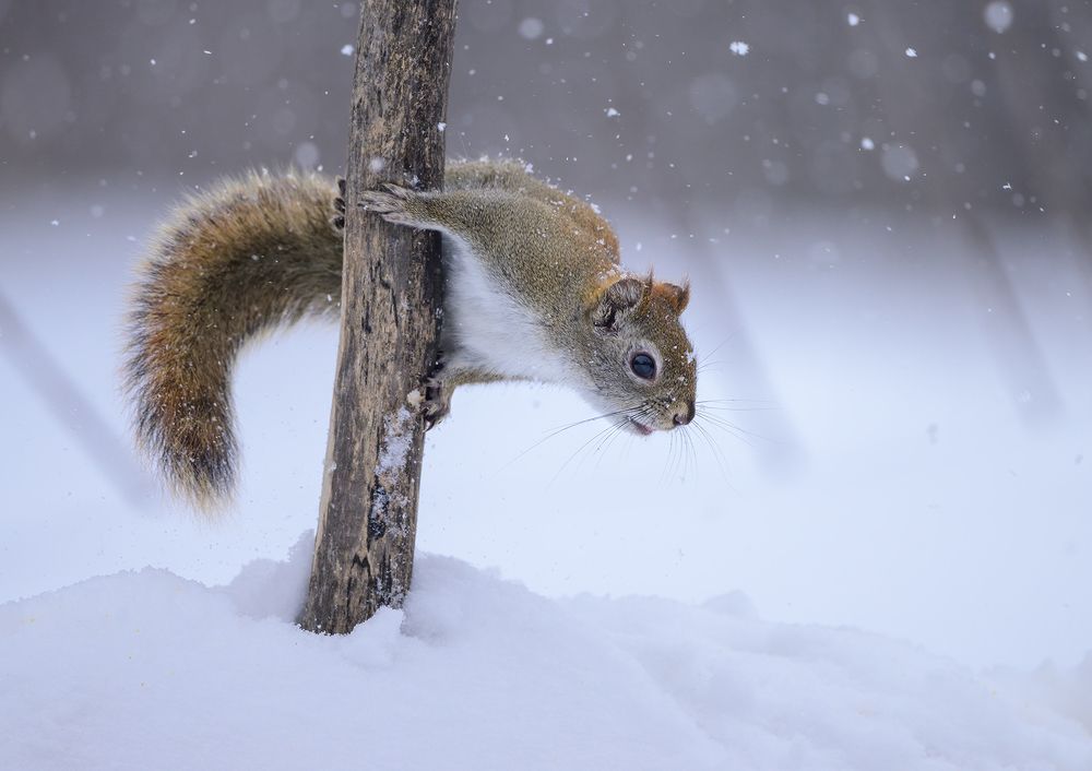 American red squirrel