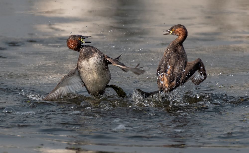 Birds