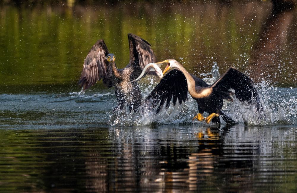 Birds