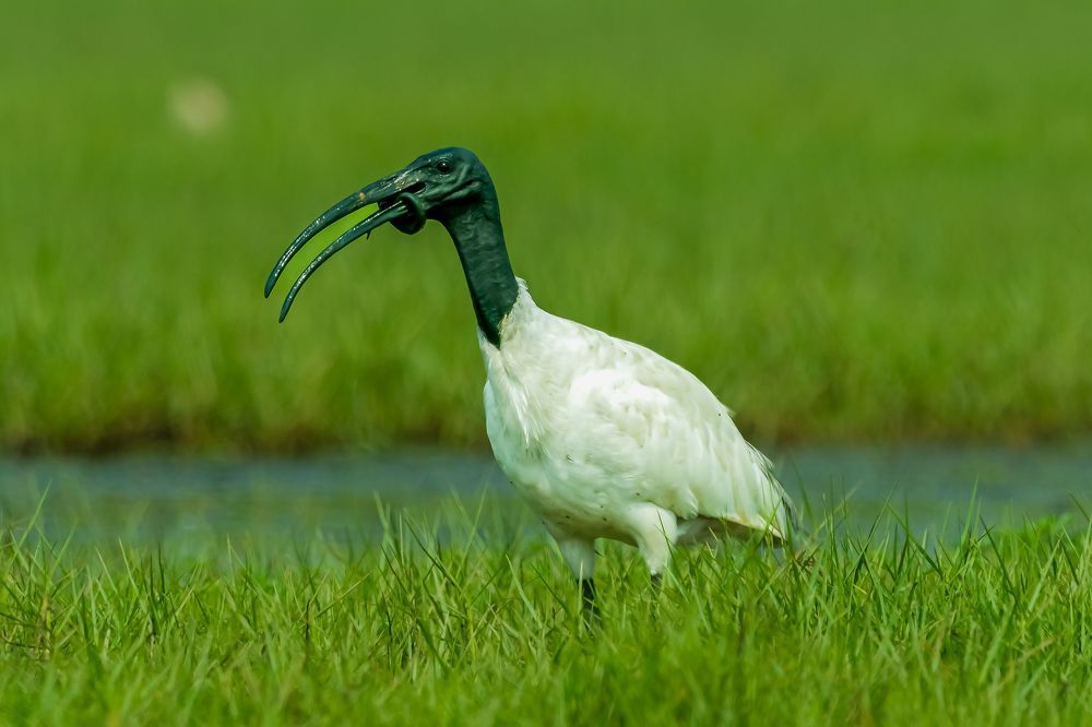 Birds