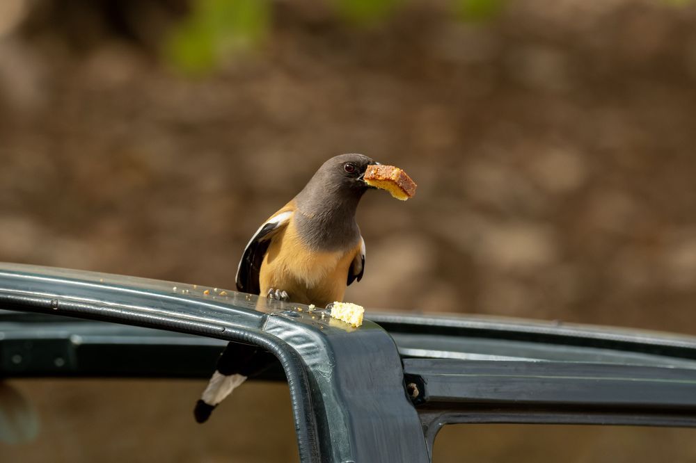 Birds