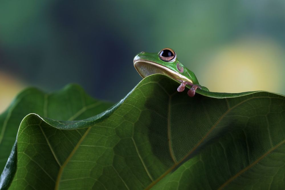 Макро