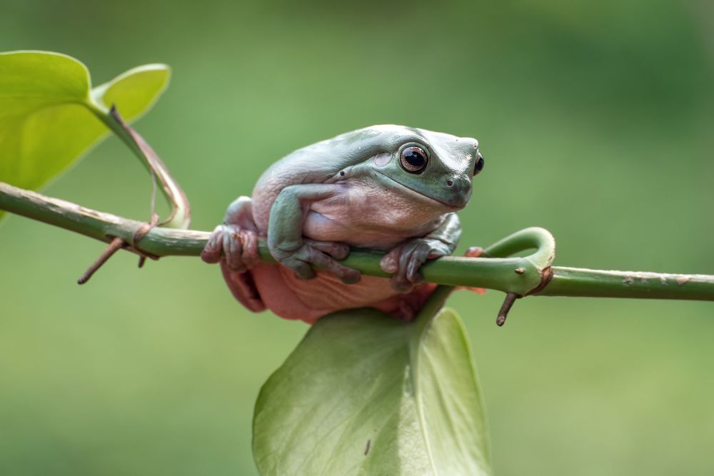 Макро