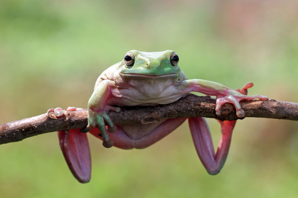 Макро