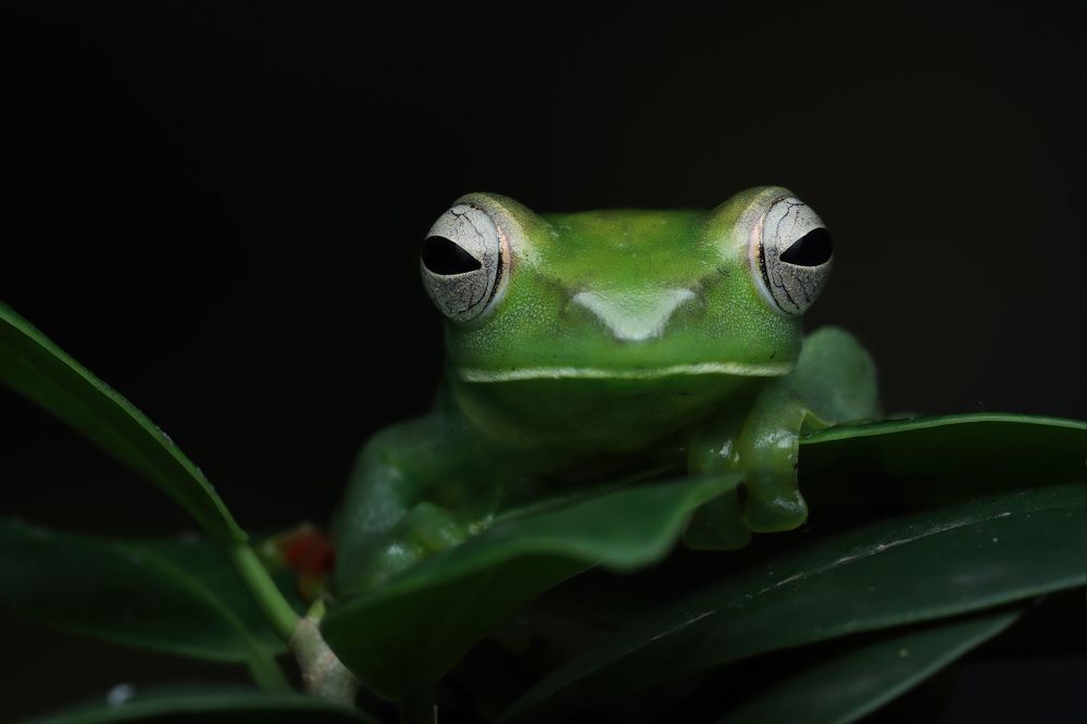 Макро