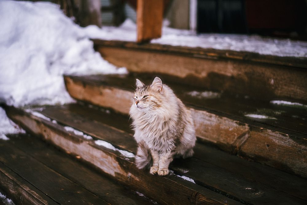 Кошки оставляют следы своих лапок в наших сердцах.