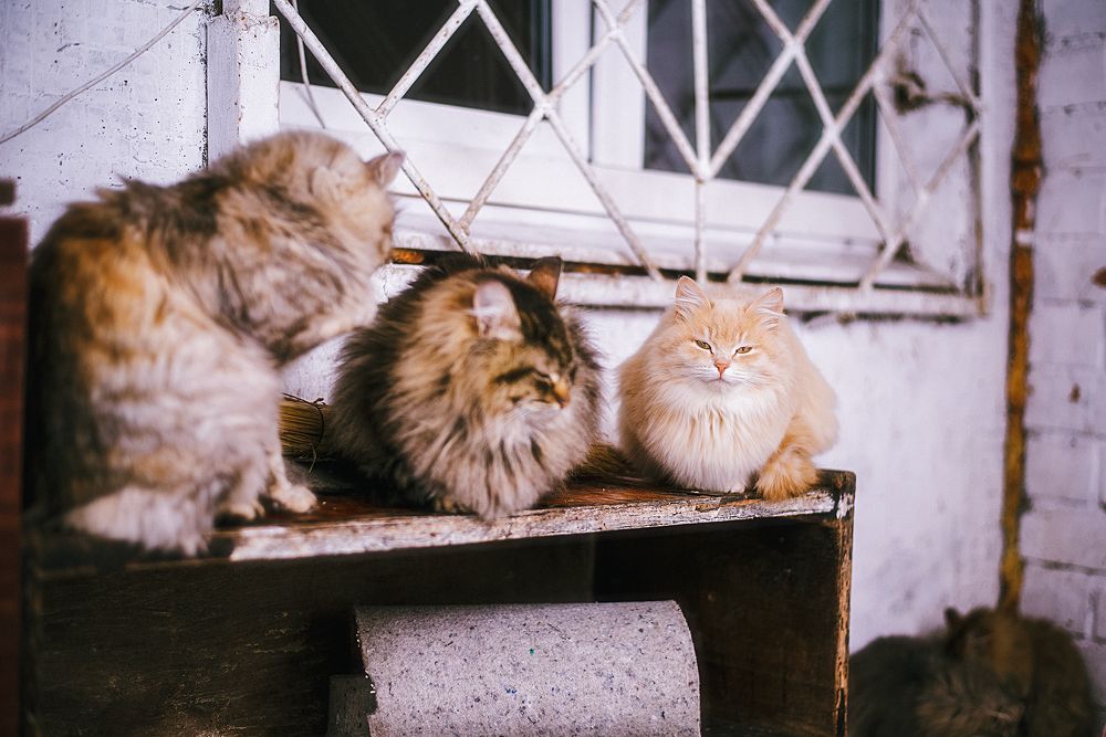 Кошки оставляют следы своих лапок в наших сердцах.