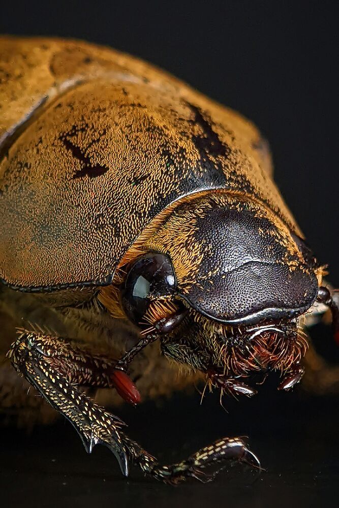 Macro photography