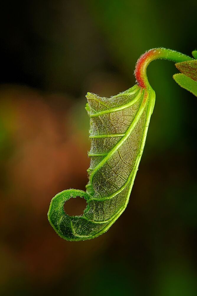 Macro photography