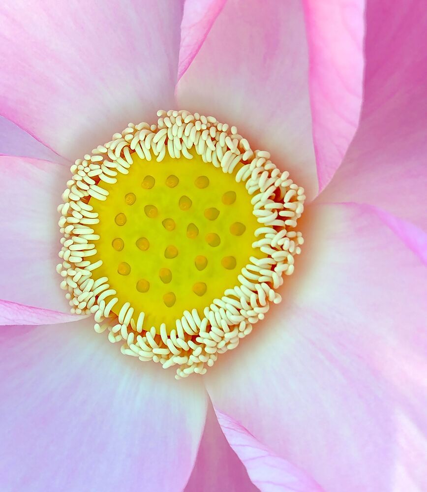 Macro photography