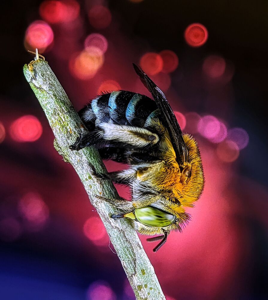 Macro photography