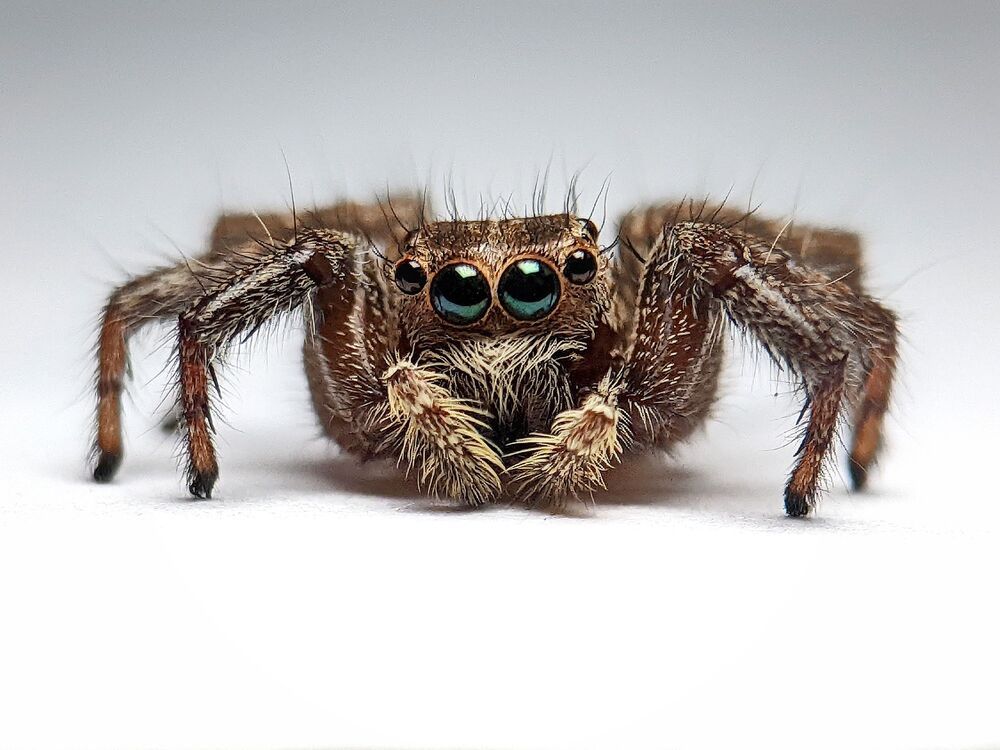 Macro photography