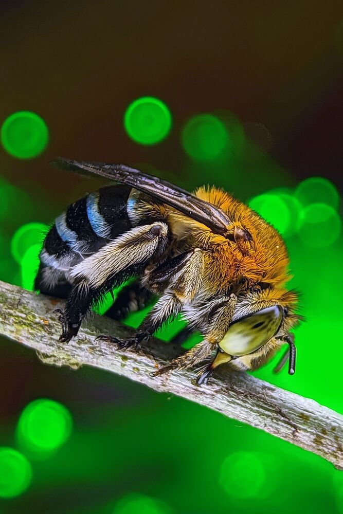 Macro photography