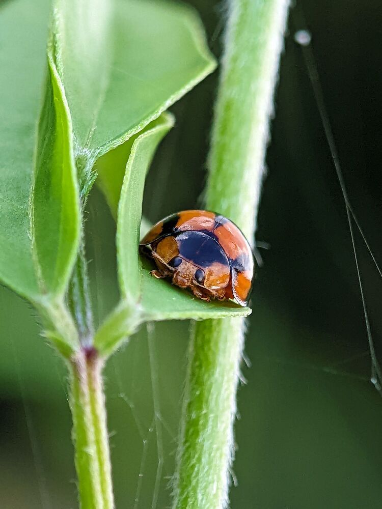Macro photography