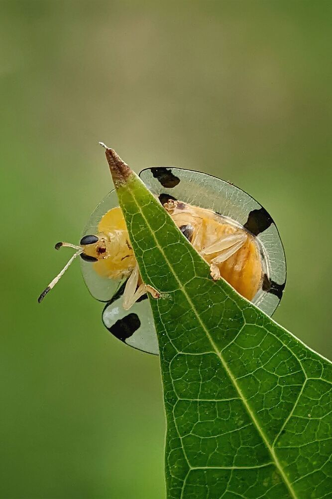 Macro photography