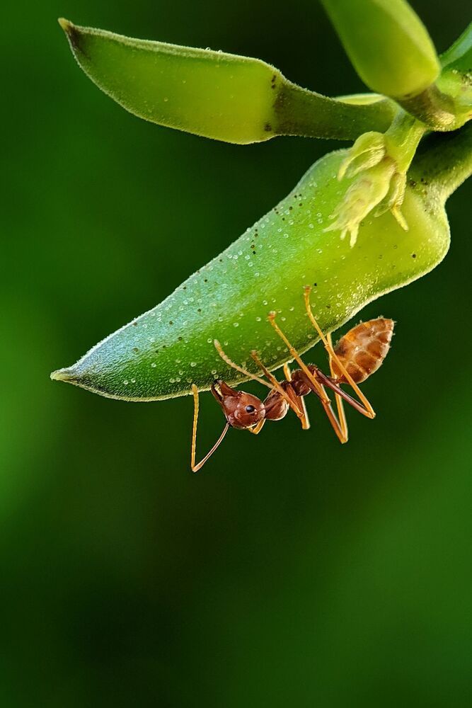 Macro photography