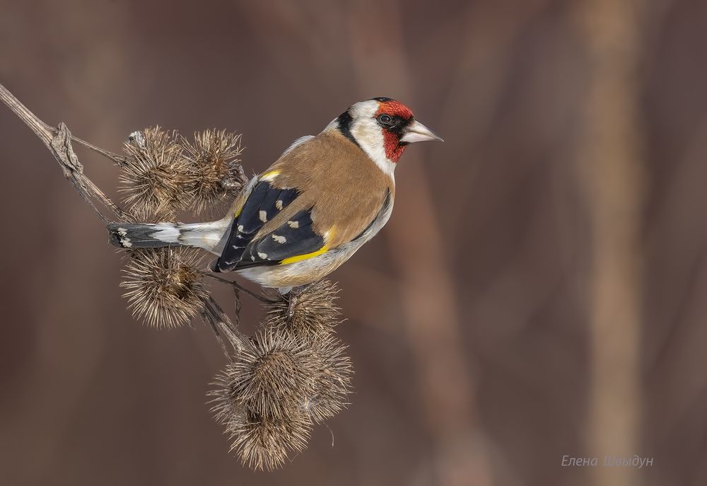 European goldfinch